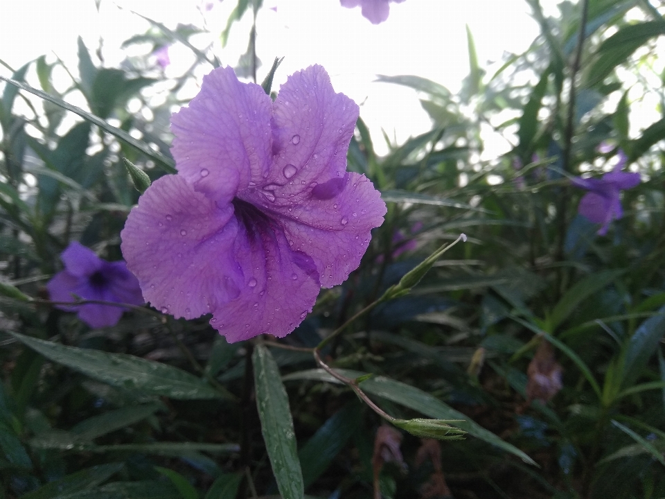 Fleurs violet jardin vert