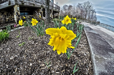 Flowers macro nature yellow Photo