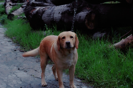 Foto Cane mammifero vertebrato
 di razza
