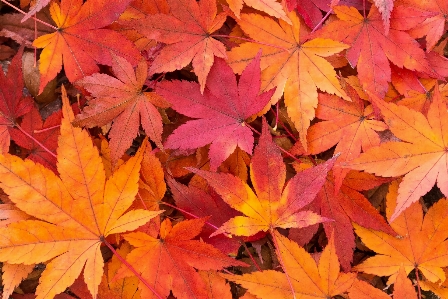 Blatt blühende pflanze
 baum schwarzer ahorn
 Foto