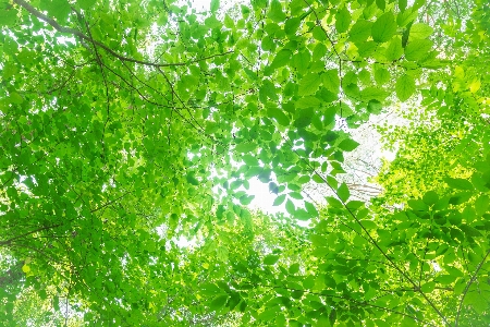 Blatt grün natur sonnenlicht Foto