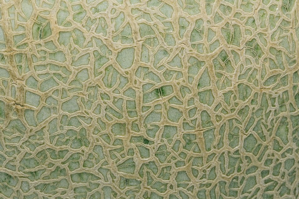 Arte modello verde foglia