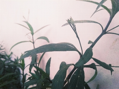 Photo Fleurs violet beau jardin