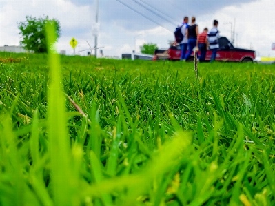 Foto Flores
 orang-orang di alam
 rumput padang rumput
