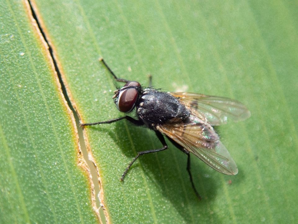 Volare insetto peste invertebrato