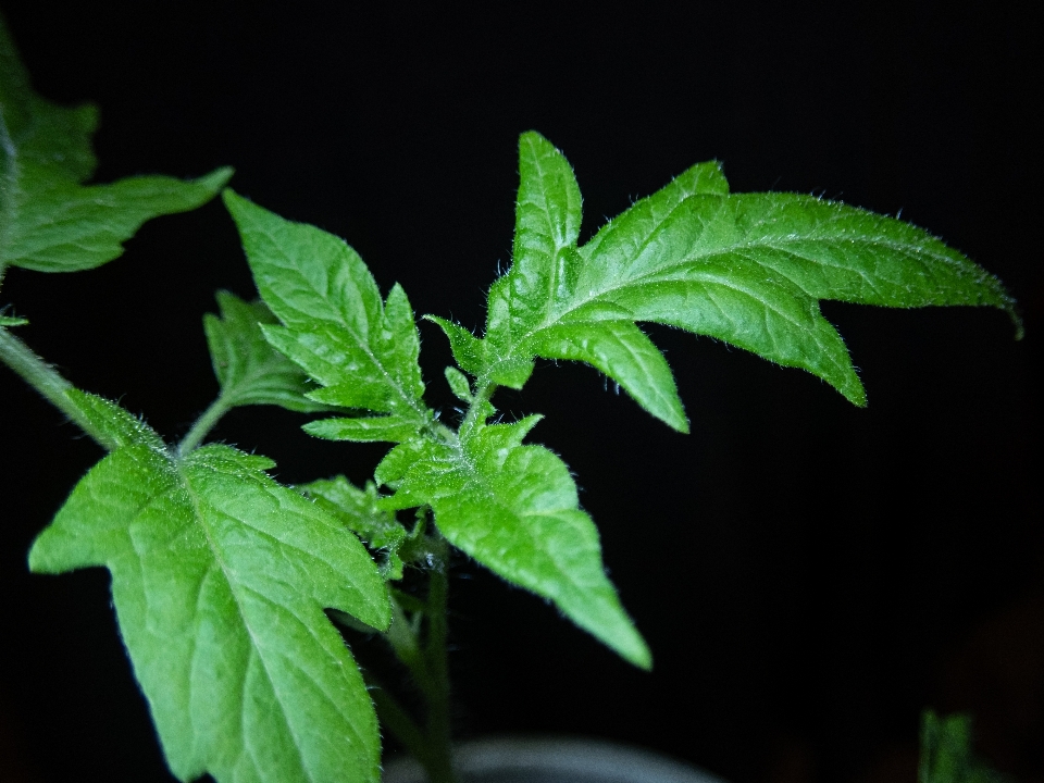 Feuilles de tomates
 tomate vert noir