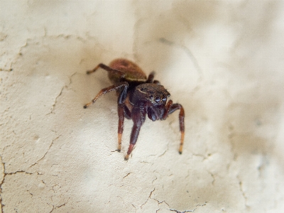 Spider jumping hunting brown Photo