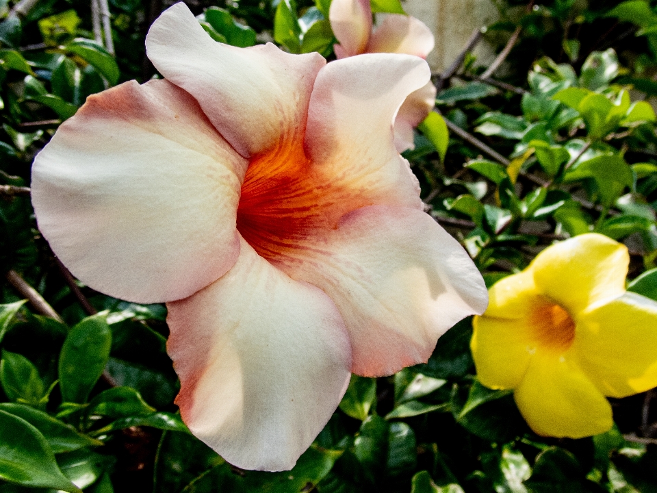 花 熱帯の花
 花弁 植物