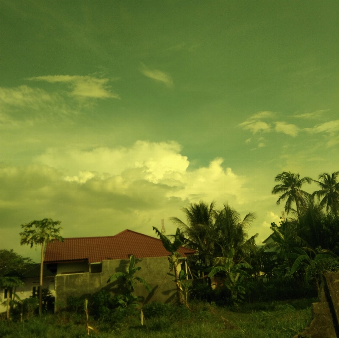 Clouds houses coconut trees gardens