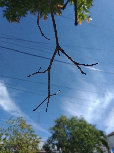 Photo Branches des arbres nuages bleu