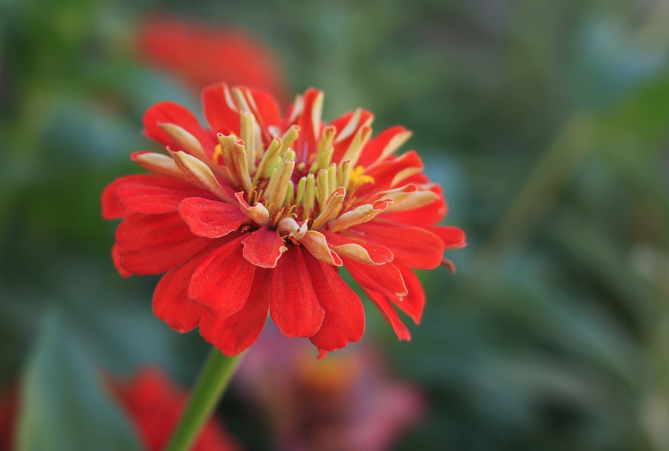 Flor de zínia
 planta com flor
 plantar