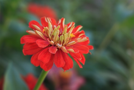 Foto Bunga zinnia
 tanaman berbunga
