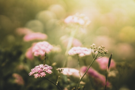 Natural flower pink green Photo