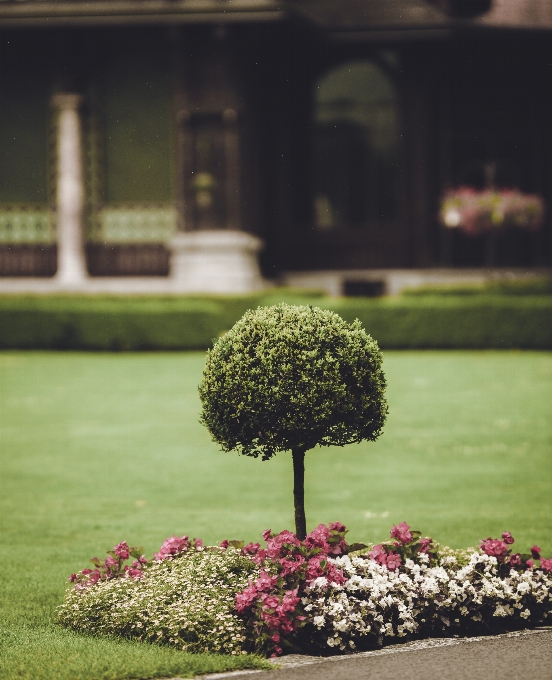 Natural verde jardín árbol