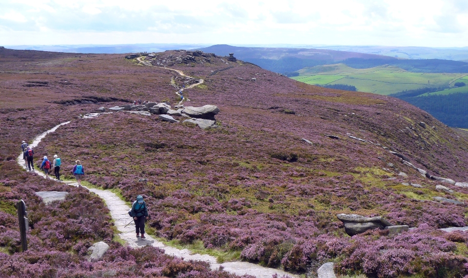 Heather countryside england highland