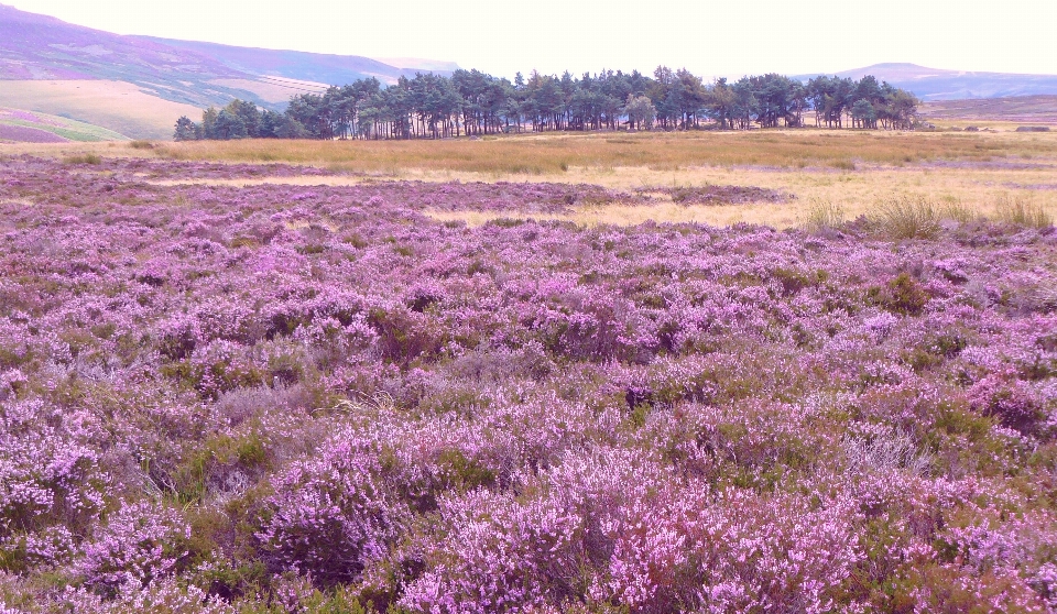 Heather countryside england lavender