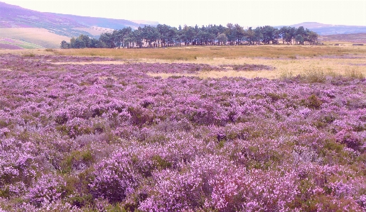 Heather countryside england lavender Photo