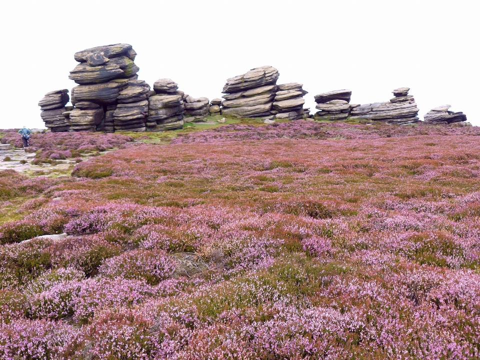 Heather countryside rock formation england