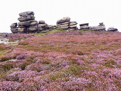 Heather countryside rock formation england Photo