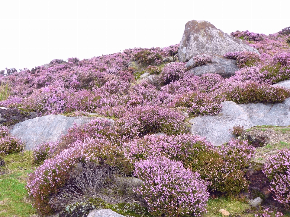 Heather countryside england vegetation