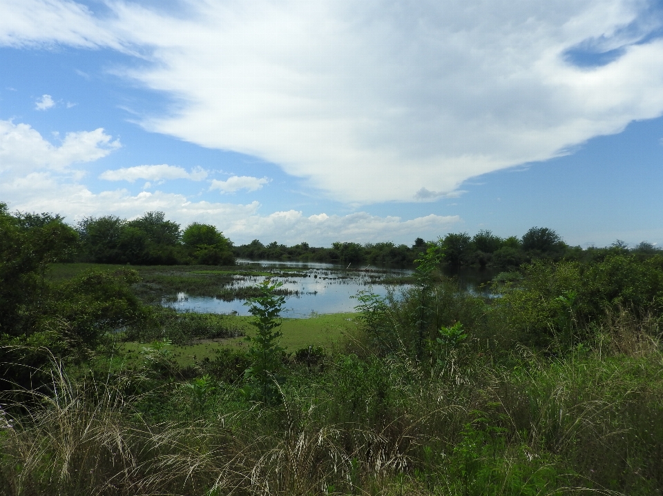 Fiume paesaggio estate naturale
