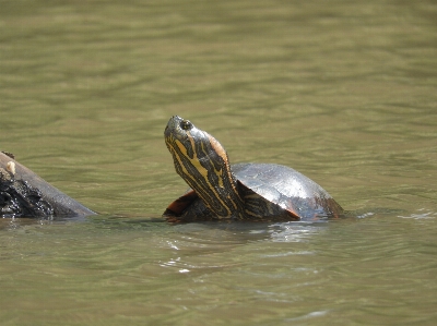 Turtle pond tortoise sea Photo