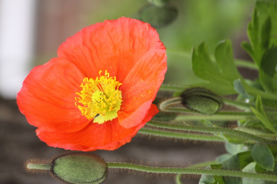 Fleur de pavot orange
 vert nature été