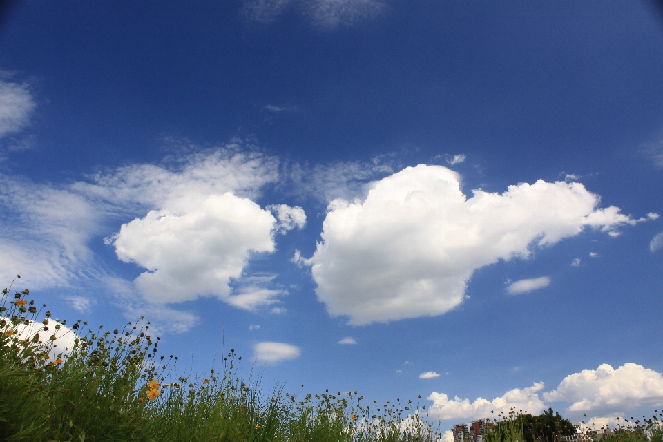 Céu azul
 nuvem plantar azul