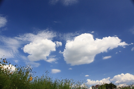 Foto Langit biru
 awan tanaman biru