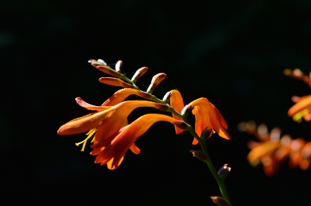 Foto Fiore nero arancia pianta