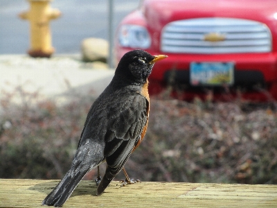 Red robin sun bathing bird beak Photo