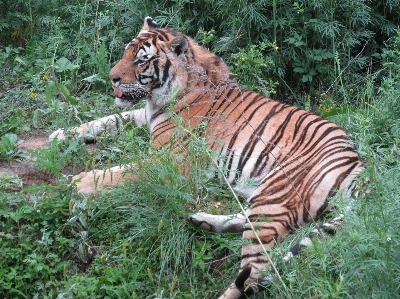 Foto Hewan binatang eksotik
 harimau
 kebun