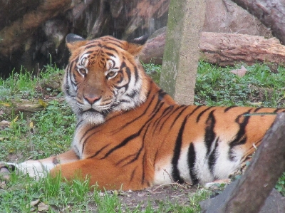 Foto Hewan binatang eksotik
 harimau
 kebun