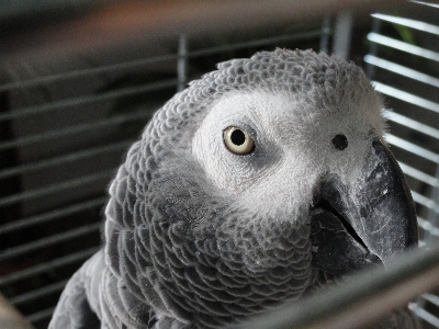 として
 オウム グレー 目 写真