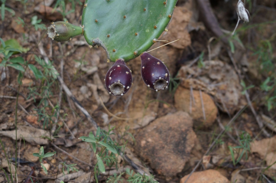 Cactus fruits fruit thorns