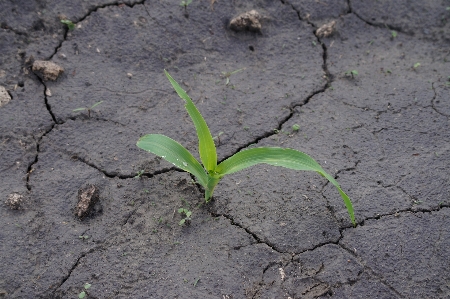 Corn cornfield plants nature Photo