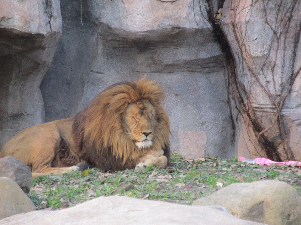 Natural vertebrate lion mammal