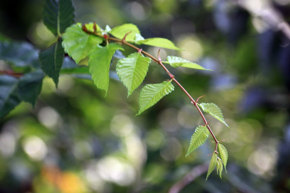 Feuille feuilles branches tendres
