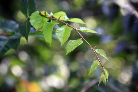 Foto Daun daun-daun ranting lembut
