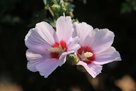 White red rose sharon Photo