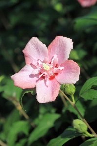 Pink rose sharon flower Photo