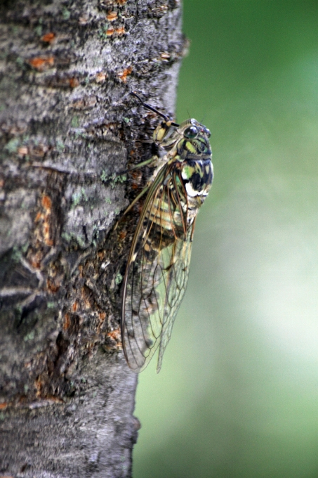 Cicada bug summer tree