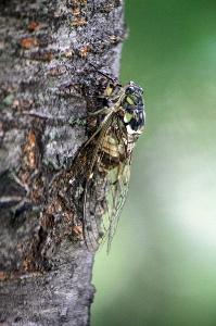 Foto Cigarra
 bicho verano árbol