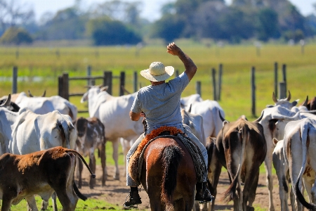 Photo Marais
 vertébré
 mammifère cheval