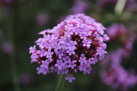 Blume blühende pflanze
 anlage rosa Foto