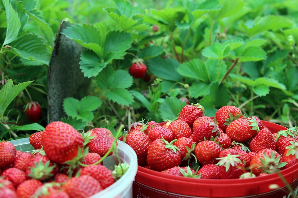 Fresa fresas alimentos naturales
 baya