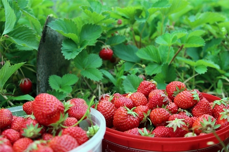 Foto Fragola fragole alimenti naturali
 bacca