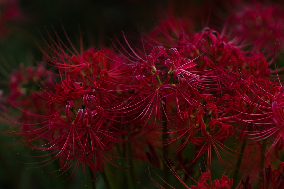 Higanbana red flower pink