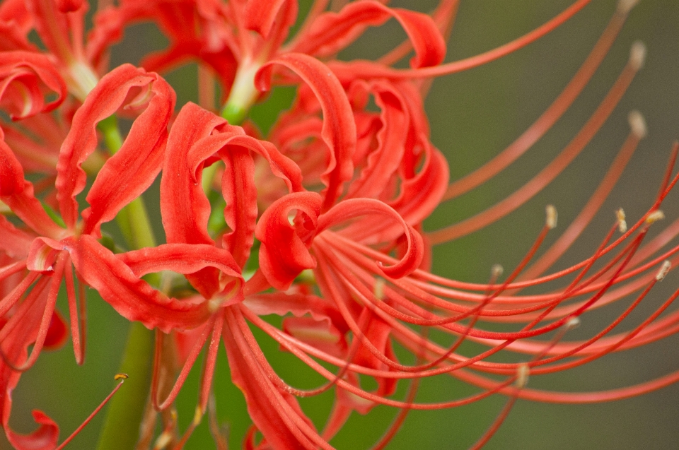 Higanbana
 開花植物
 花 赤