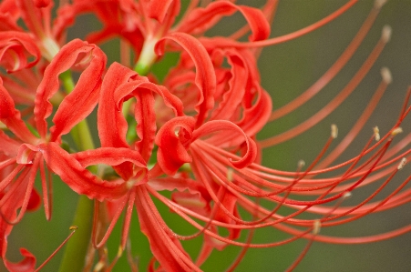 Foto Higanbana
 pianta fiorita
 fiore rosso